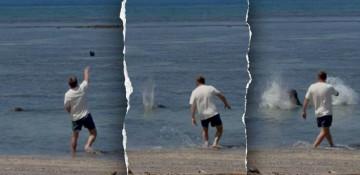 Washington man faces jail for throwing rock at Hawaiian monk seal