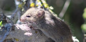 Hantavirus-hit cruise ship docks in Rotterdam for decontamination