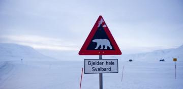 Bird flu found in deceased polar bear in Svalbard