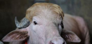 Rare 'Donald Trump' buffalo becomes Eid sensation in Bangladesh -  PHOTO 