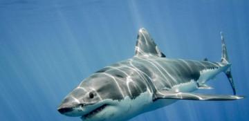 How common are shark attacks in Australia? 