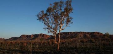 Shrinking habitats put global plant species at risk