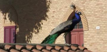 Over 100 peacocks roam Italian coastal town as residents seek humane solution -  VIDEO 