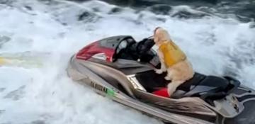 Dog goes viral for jet skiing while owner hoverboards -  VIDEO 