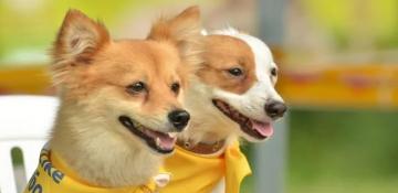 Kyiv petition to ban pets from grocery stores fails to reach vote threshold