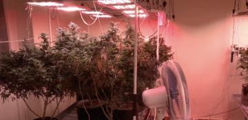 Georgia arrests six foreigners over alleged home cannabis cultivation