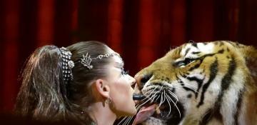 German police shoot tiger linked to 