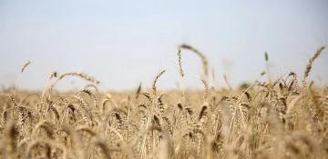 Iran says no concerns over food supply despite external pressures 