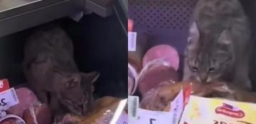 Georgia fines supermarket chain after cat filmed feasting in deli section