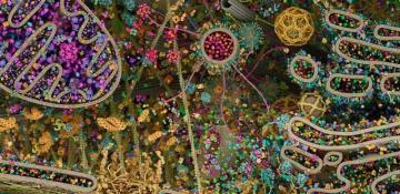Digizyme’s breathtaking 3D render unveils the complex inner life of a eukaryotic cell