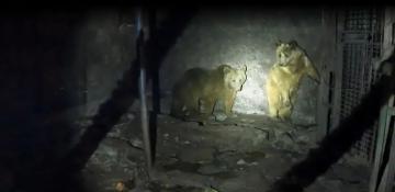 Rescued bears recover at Armenia wildlife refuge after years in captivity -  VIDEO 