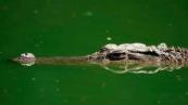 Portuguese man’s remains found inside crocodile in South Africa