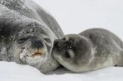 Greenland explorer to eat decaying seal meat for month-long Arctic expedition