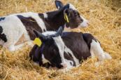 64 Holstein calves stolen from Mercer County