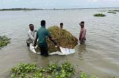 Heavy rains before monsoon spoil vital rice harvest in Bangladesh