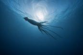 Giant squid found in deep-sea canyon off Australia