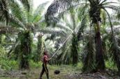 Global food prices hit highest level in over three years amid Iran war impact