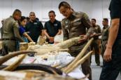 Nine arrested in Thailand over large ivory trafficking ring