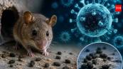  What is hantavirus and why are infections causing global concern? 