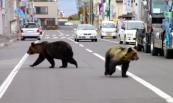 Bear attacks across Japan kill 2, injure 10 since April