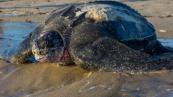 Four endangered leatherback sea turtles killed by Florida boat strikes