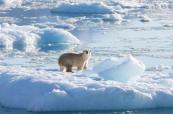 Melting glaciers and rising heat: Why climate change is becoming a national security issue in Central Asia