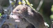 Hantavirus-hit cruise ship docks in Rotterdam for decontamination