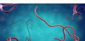 Berlin braces for Ebola patient amid 30% rise in deaths