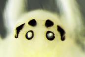 New happy-face spider species discovered in the Himalayas -  PHOTOS 