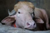 Rare 'Donald Trump' buffalo becomes Eid sensation in Bangladesh -  PHOTO 