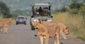 2 tourists found dead in South Africa's Kruger National Park 
