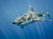 How common are shark attacks in Australia? 