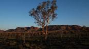 Shrinking habitats put global plant species at risk