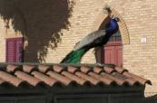 Over 100 peacocks roam Italian coastal town as residents seek humane solution -  VIDEO 