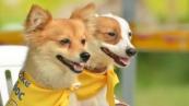 Kyiv petition to ban pets from grocery stores fails to reach vote threshold