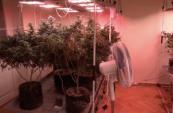 Georgia arrests six foreigners over alleged home cannabis cultivation