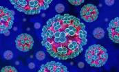 What is hantavirus? Everything to know about the deadly virus