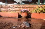Bird collisions with glass buildings in India remain largely untracked
