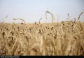 Iran says no concerns over food supply despite external pressures 