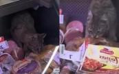 Georgia fines supermarket chain after cat filmed feasting in deli section -  VIDEO 