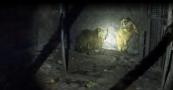 Rescued bears recover at Armenia wildlife refuge after years in captivity -  VIDEO 