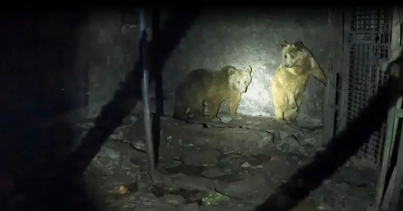 Rescued bears recover at Armenia wildlife refuge after years in captivity -  VIDEO 