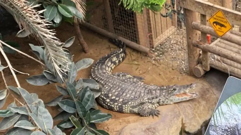 Boy fights for life after crocodile attack at UK zoo - PHOTOS