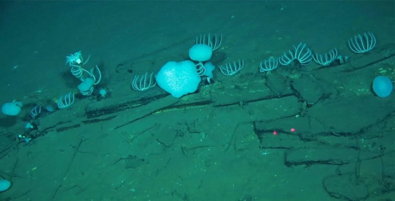 Five-million-year-old whale graveyard discovered