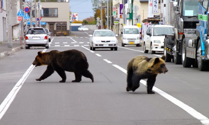 Four injured in bear attacks in northeast Japan