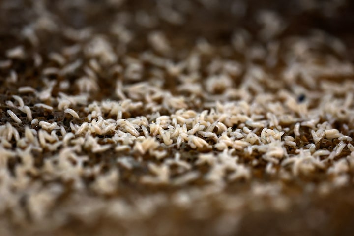 Flesh-eating screwworm found just 25 miles from US border in Mexico