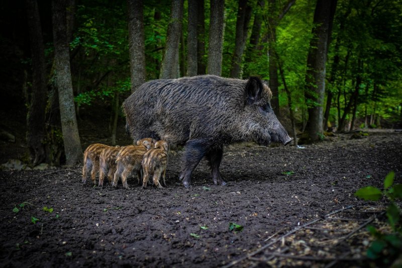 Hungary confirms 1st African swine fever outbreak in domestic pig herds 