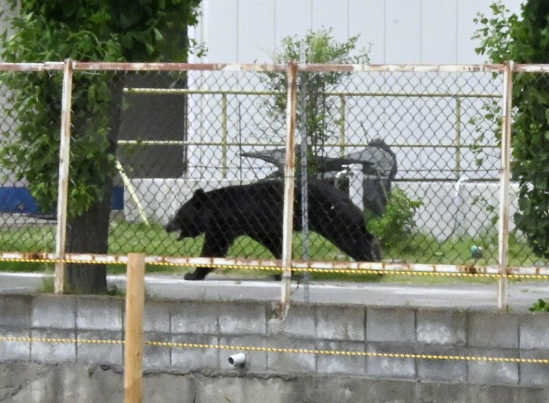 Bear escapes Japan's Fukushima factory after attacking four -  VIDEO 