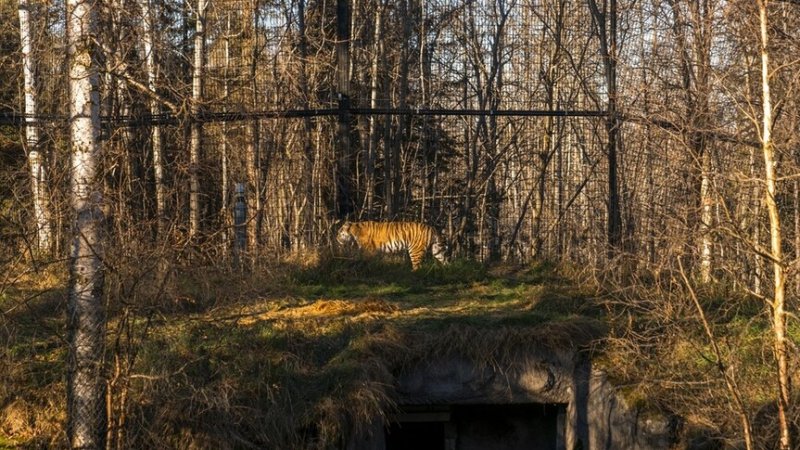Japan's oldest Amur tiger dies at age 20