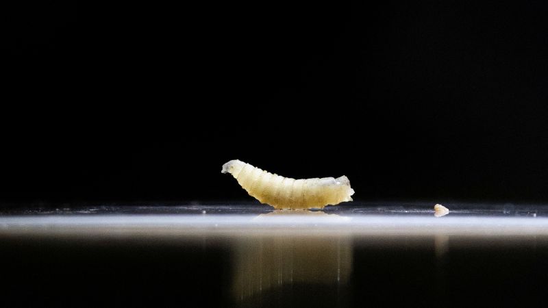 U.S. records 2nd New World screwworm case in Texas